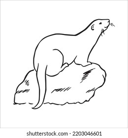 beautiful Otter line art images, Otter outline drawing,Otter vector art and Otter illustrations art coloring book pages