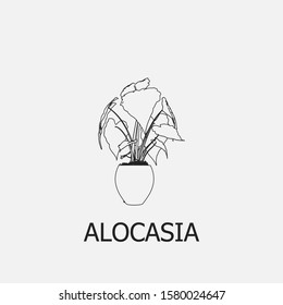 Beautiful outline alocasia icon. Alocasia vector symbol that can be used for mobile, internet, games and any other purpose.