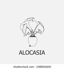 Beautiful outline alocasia icon. Alocasia vector symbol that can be used for mobile, internet, games and any other purpose.