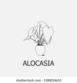 Beautiful outline alocasia icon. Alocasia vector symbol that can be used for mobile, internet, games and any other purpose.