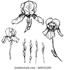 beautiful outline artistic iris flowers
