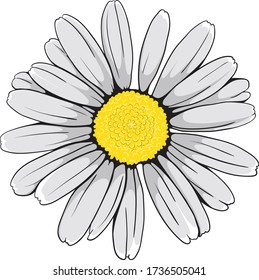 Hermosa flor vectorial de margarita de Oxeye con contorno dibujado a mano.