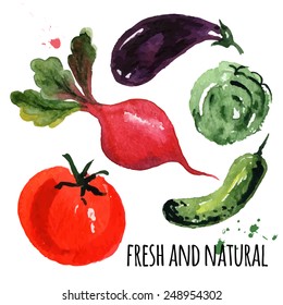 beautiful painting - vegetables, hand drawn watercolor brush on paper - paint, stain, splash - eggplant, beet, tomato, cucumber, cabbage - farm concept, labels, ecology design - vector illustration