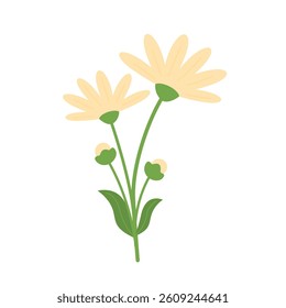 Beautiful Pale Yellow Daisy Flowers on the white background. Simple Green Stems Minimalist Botanical Flat Design Vector Illustration