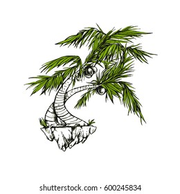 Beautiful palm on the white background. Coconut tree. Nice tropical illustration. Creative author image. 
