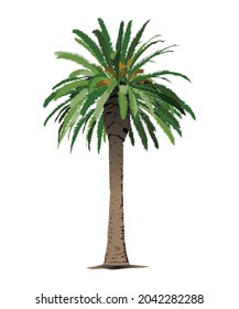 Beautiful Palm Tree , Date Tree Isolated On White Background