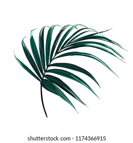 Beautiful palm tree leaf isolated on white background.