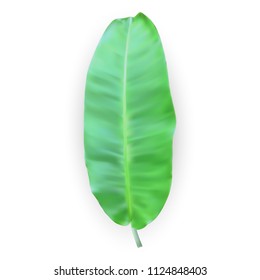 Beautiful Palm Tree Leaf Silhouette Background Vector Illustration. EPS10