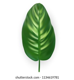 Beautiful Palm Tree Leaf Silhouette Background Vector Illustration. EPS10