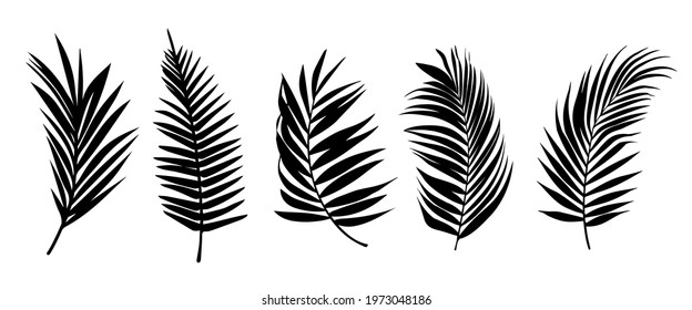 Beautiful palm tree leaf silhouette set, background vector illustration 