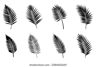 Beautiful Palm Tree Leaf Silhouettes Set