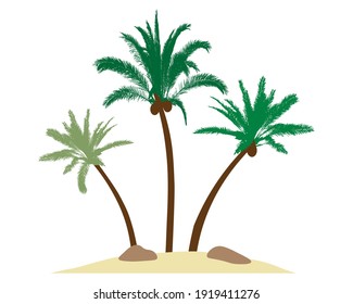 Beautiful palm trees with coconuts on island, sand, stones. Vector illustration