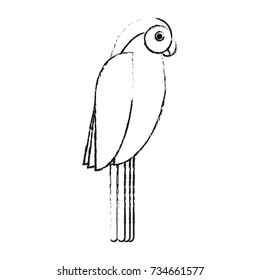Beautiful parrot bird
