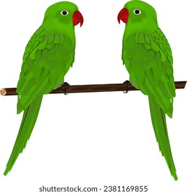 Beautiful parrot illustration vector design