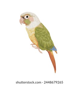 Beautiful parrot on white background