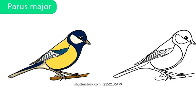 Beautiful parus major, titmouse vector drawing coloring book. Outline for decorating a bird. Transparent background. urban fauna. A yellow and blue little bird sits on a branch. EPS10. Tomtit, Sparrow