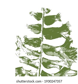 Beautiful pattern of feather fern leafs on white background.