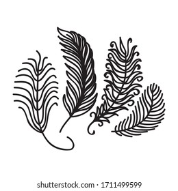 Beautiful pattern feathers. Vector illustration