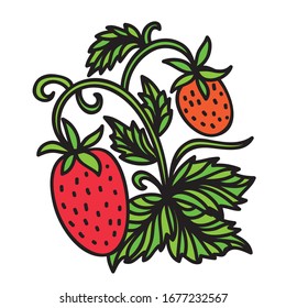 Beautiful pattern strawberry. Vector illustration
