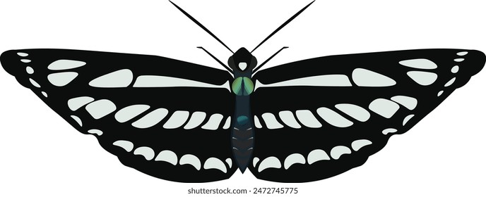 Beautiful patterned butterfly with wings
