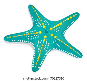 A beautiful patterned green starfish washes ashore.