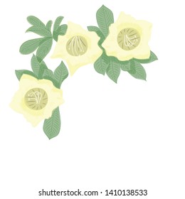 Beautiful Pauldopia ghorta .Yellow flower. Hand drawn illustration.