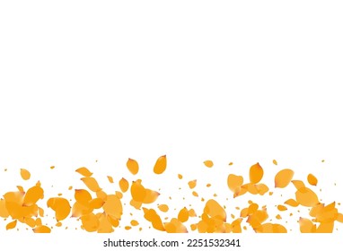 Beautiful Peach Fly Vector White Background. Beauty Peony Cover. Yellow Petal Tender Banner. Delicate Floral Spring Poster.