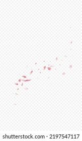 Beautiful Peach Summer Vector Transparent Background. Tender Petal Backdrop. Delicate Cherry Flying Banner. Pink Sakura Beauty Frame.