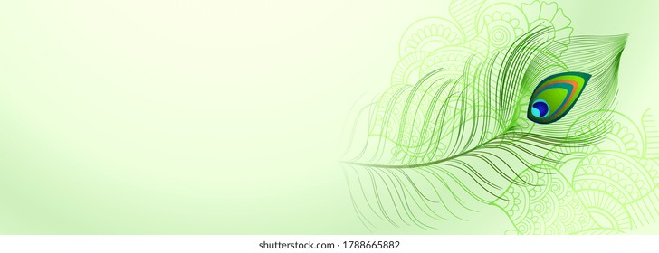 beautiful peacock feather background with text space