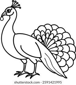 Beautiful  peacock  in front of white background  vector art illustration 