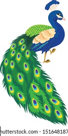 Beautiful peacock, national bird of India, vector illustration