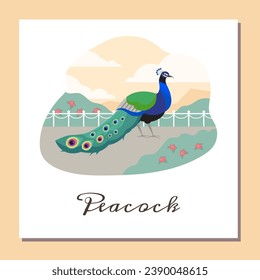 Wunderschöner Pfau mit abgestürztem Schwanz. Exotische Perlhühner-Vektorplakate. Cartoonvogel mit Zierfedern. Charakteristisch für die Natur mit dekorativen eleganten Absturz.