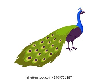 Beautiful peacock with put down amazing long tail. Exotic tropical peafowl bird with ornamental feathers isolated on white. Cartoon animal of wild nature with decorative elegant plumage