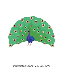 Beautiful peacock with raised amazing chic tail. Cartoon bird with ornamental feathers, character of nature with decorative elegant plumage. Vector isolated illustration of exotic peafowl animal