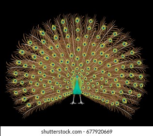 Beautiful peacock spreading its tail. Isolated On  black Background. Vector illustration.