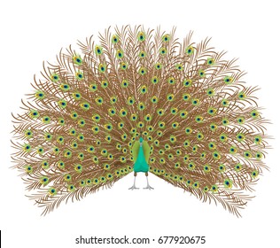 Beautiful peacock spreading its tail. Isolated On White Background. Vector illustration.