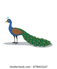 Beautiful Peacock vector cartoon illustration 