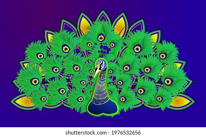 Beautiful peacock vector illustration on blue background with open feather. Peacock dancing colour vector illustration.