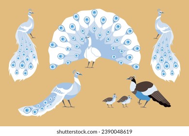 Beautiful peacocks with amazing chic tail. Cartoon vector illustrations set of peafowl bird family. Exotic bird with ornamental feathers, character of nature with decorative elegant plumage
