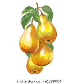 Beautiful pear on white background, vector illustration