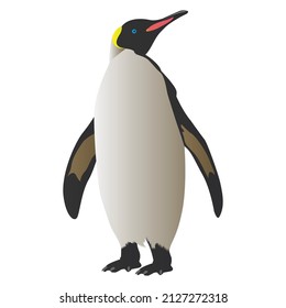 Beautiful Penguin vector illustration with white background