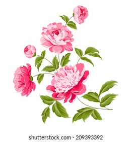 Beautiful peonies on a white background