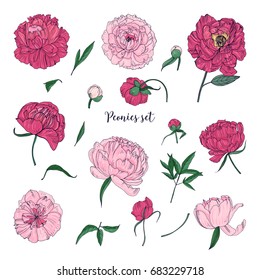 Beautiful peonies set. Hand drawn blossom flowers, buds and leaves. Colorful vector illustration collection.