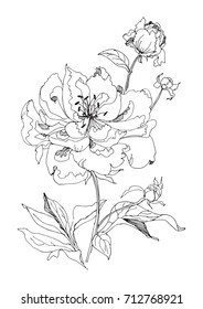 Beautiful peonies (tripped flower and bud) on stem with leaves. Black and white vector illustration. 