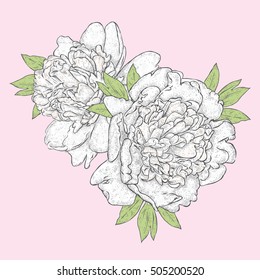 Beautiful peonies. Vector illustration for a card or poster. Vintage.