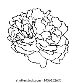 beautiful peony flat contour background colored