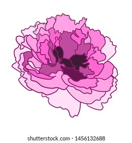 beautiful peony flat contour background colored