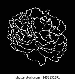 beautiful peony flat contour background colored