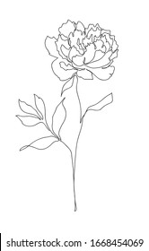 Beautiful peony flower. Line art concept design. Continuous line drawing. Stylized flower symbol. Vector illustration