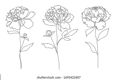 Beautiful peony flower set. Line art concept design. Continuous line drawing. Stylized flower symbol. Vector illustration